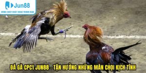 Đá gà CPC1